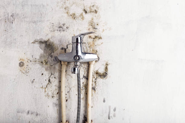 Best Mold Remediation  in Terryville, CT
