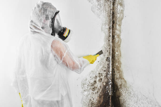 Best Mold Damage Repair  in Terryville, CT