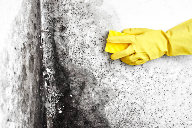 Mold Testing and Removal in Terryville, CT