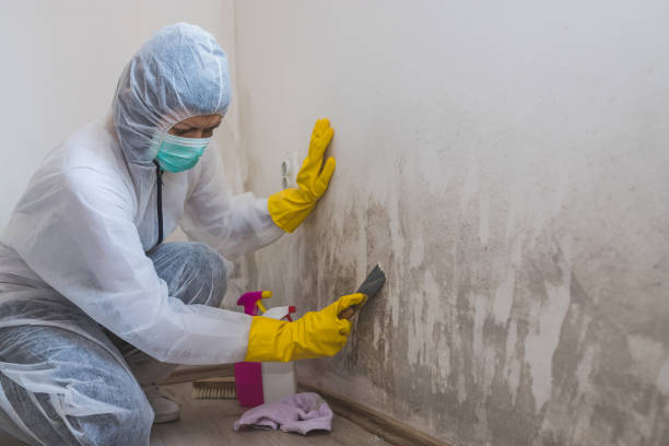 Crawl Space Mold Removal in Terryville, CT