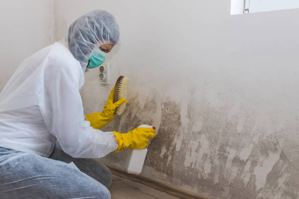 Best Local Mold Removal Service  in Terryville, CT