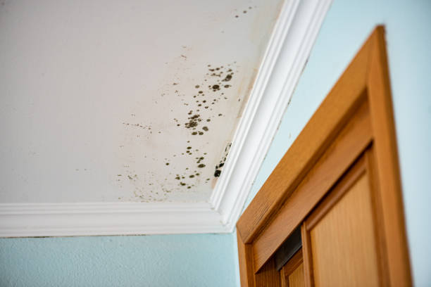 Best Mold Removal Specialists  in Terryville, CT