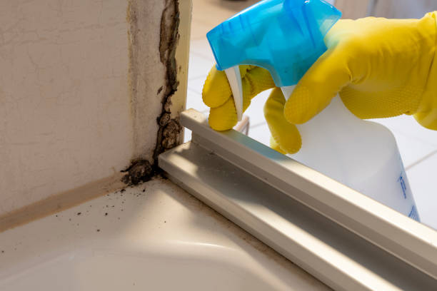 Best Certified Mold Removal  in Terryville, CT