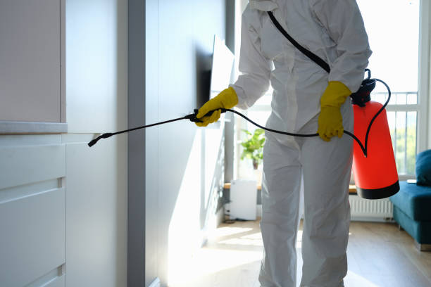 Best Same-Day Mold Removal  in Terryville, CT