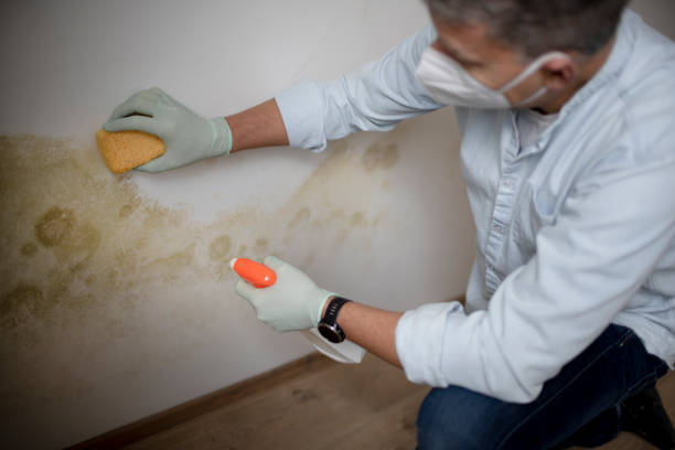 Best Affordable Mold Removal  in Terryville, CT