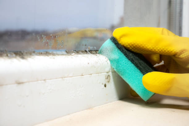 Mold Removal and Inspection in Terryville, CT