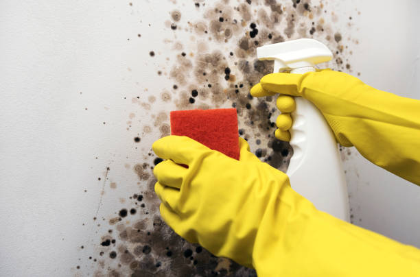 Best Black Mold Removal  in Terryville, CT