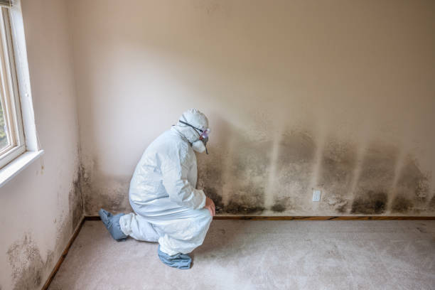 Best Mold Removal and Inspection  in Terryville, CT