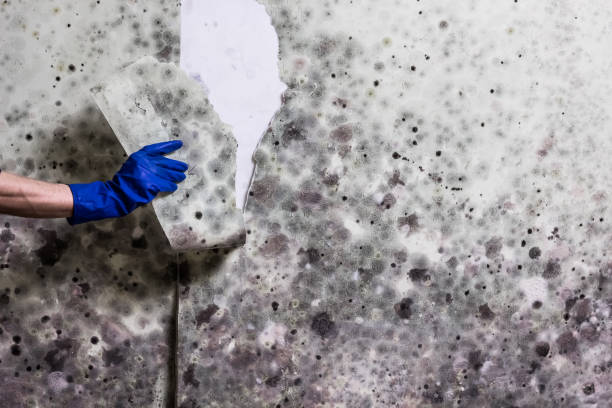 Best Affordable Mold Removal  in Terryville, CT