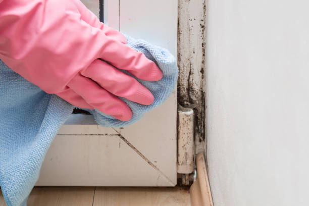 Best Mold Cleaning Services  in Terryville, CT