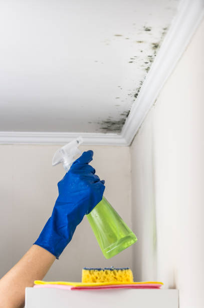 Best Professional Mold Removal  in Terryville, CT