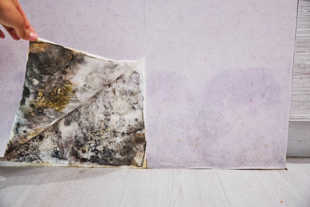 Best Commercial Mold Removal  in Terryville, CT